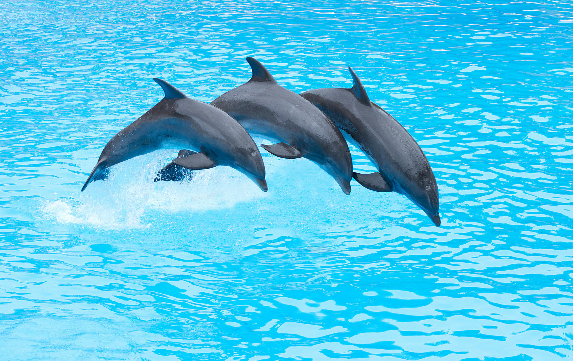 Four Points By Sheraton San Diego - Sea World Экстерьер фото